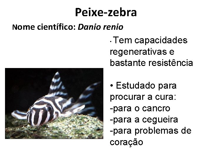 Peixe-zebra Nome científico: Danio renio Tem capacidades regenerativas e bastante resistência • • Estudado