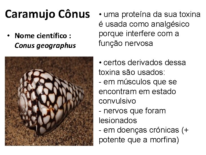 Caramujo Cônus • Nome científico : Conus geographus • uma proteína da sua toxina