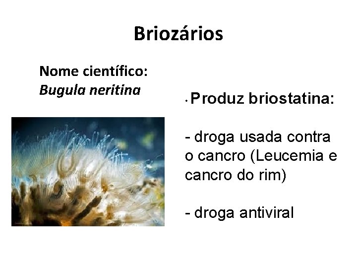 Briozários Nome científico: Bugula neritina • Produz briostatina: - droga usada contra o cancro