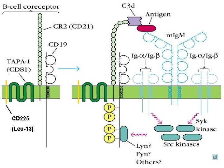 Chapter 15 B cell mediated immune response B