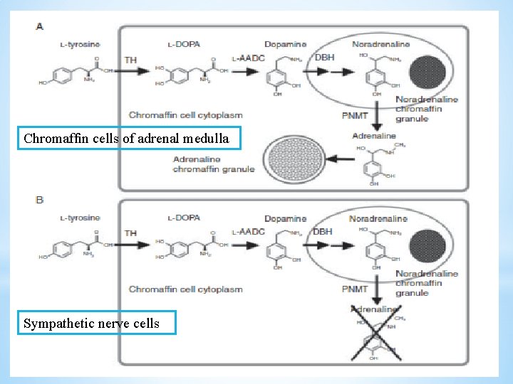 Chromafﬁn cells of adrenal medulla Sympathetic nerve cells 