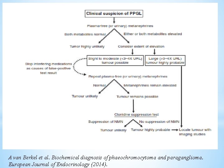 A van Berkel et al. Biochemical diagnosis of phaeochromocytoma and paraganglioma. European Journal of