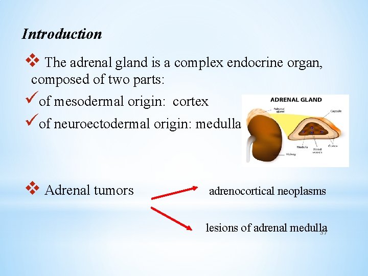 Introduction v The adrenal gland is a complex endocrine organ, composed of two parts: