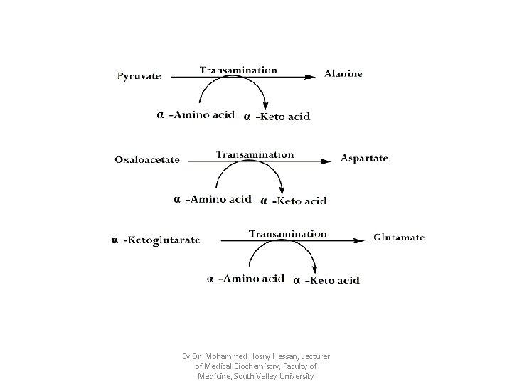 By Dr. Mohammed Hosny Hassan, Lecturer of Medical Biochemistry, Faculty of Medicine, South Valley