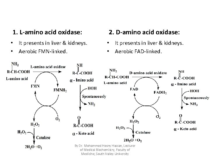 1. L-amino acid oxidase: 2. D-amino acid oxidase: • It presents in liver &