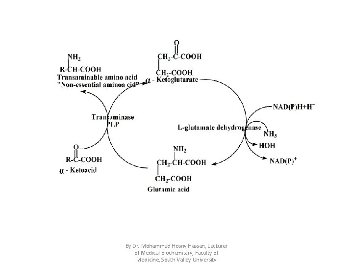 By Dr. Mohammed Hosny Hassan, Lecturer of Medical Biochemistry, Faculty of Medicine, South Valley