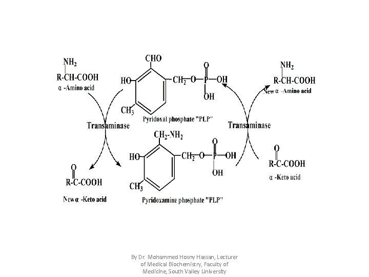 By Dr. Mohammed Hosny Hassan, Lecturer of Medical Biochemistry, Faculty of Medicine, South Valley