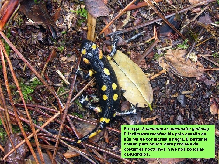 Píntega (Salamandra salamandra gallaica). É facilmente recoñecible polo deseño da súa pel de cor