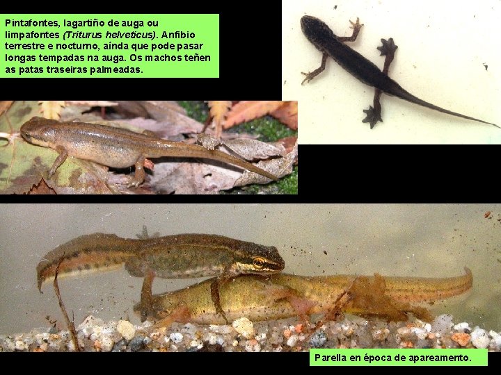 Pintafontes, lagartiño de auga ou limpafontes (Triturus helveticus). Anfibio terrestre e nocturno, aínda que