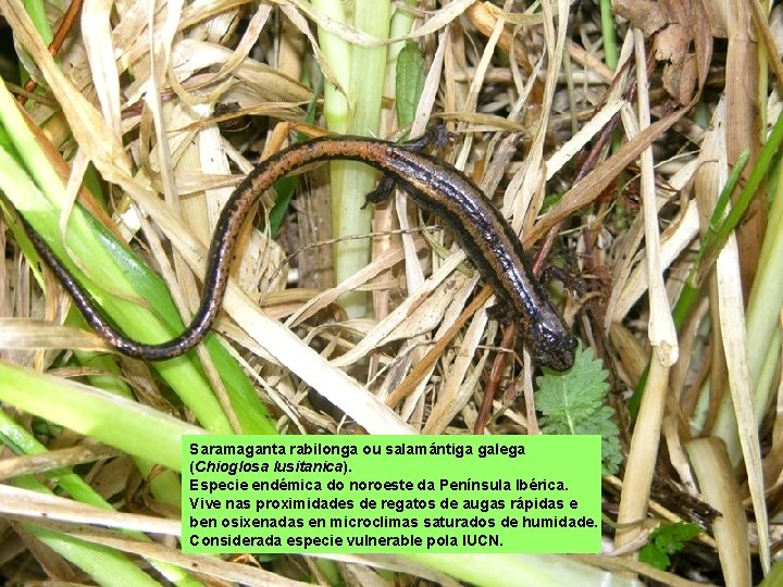 Saramaganta rabilonga ou salamántiga galega (Chioglosa lusitanica). Especie endémica do noroeste da Península Ibérica.