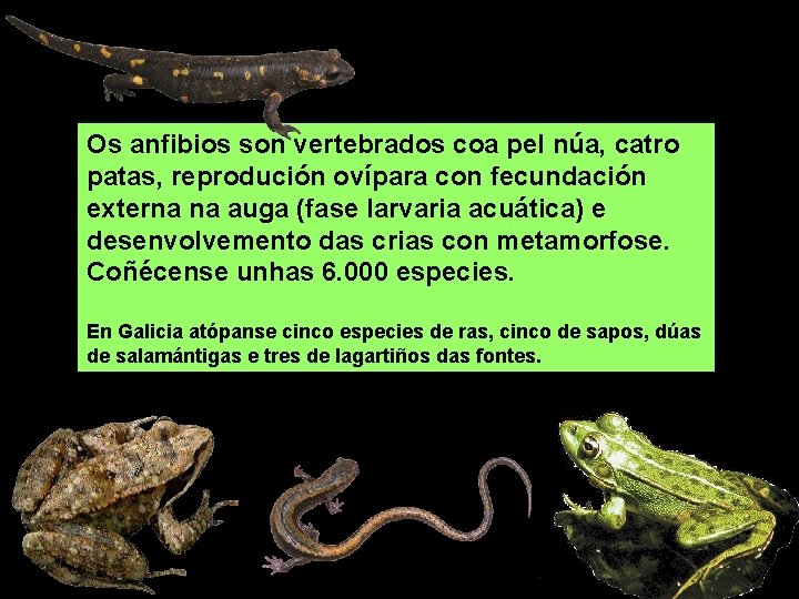 Os anfibios son vertebrados coa pel núa, catro patas, reprodución ovípara con fecundación externa