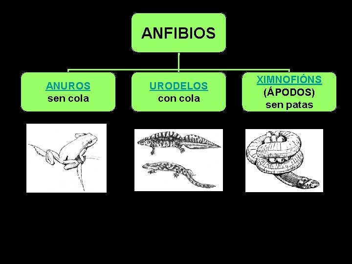 ANFIBIOS ANUROS sen cola URODELOS con cola XIMNOFIÓNS (ÁPODOS) sen patas 