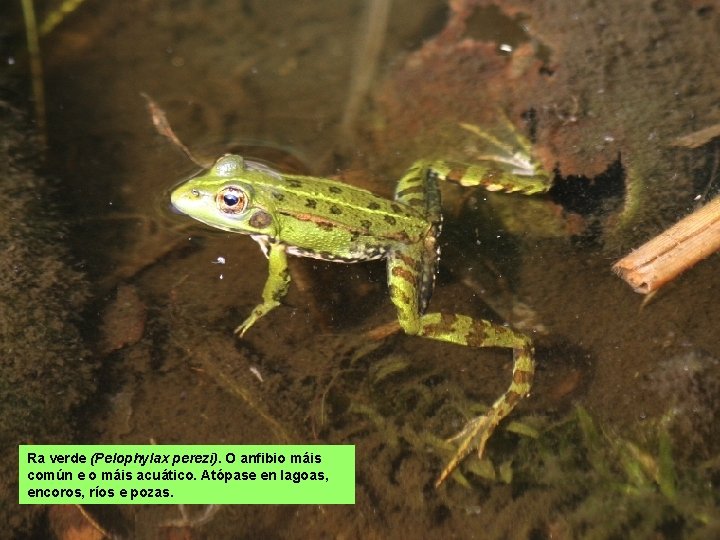 Ra verde (Pelophylax perezi). O anfibio máis común e o máis acuático. Atópase en