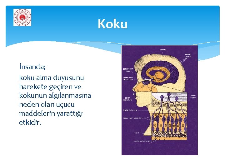 Koku İnsanda; koku alma duyusunu harekete geçiren ve kokunun algılanmasına neden olan uçucu maddelerin