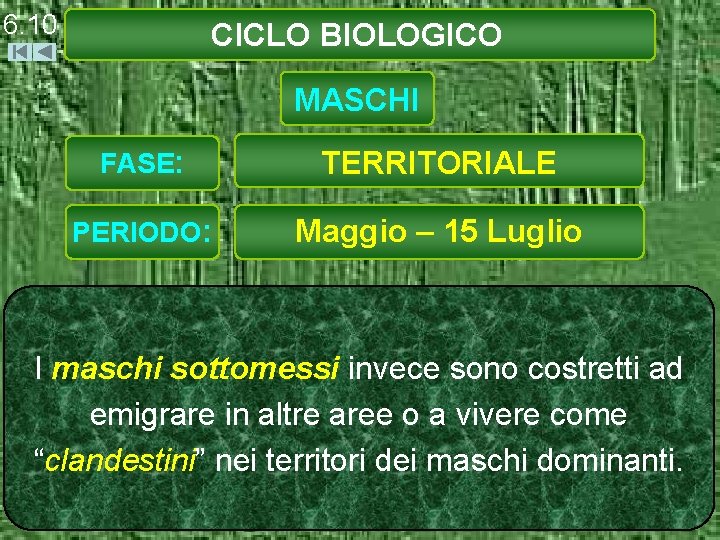 6. 10 CICLO BIOLOGICO MASCHI FASE: TERRITORIALE PERIODO: Maggio – 15 Luglio I maschi