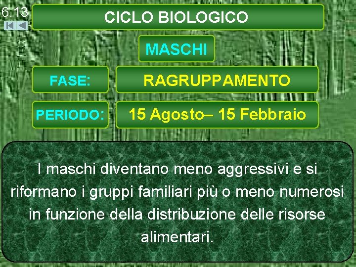 6. 13 CICLO BIOLOGICO MASCHI FASE: RAGRUPPAMENTO PERIODO: 15 Agosto– 15 Febbraio I maschi