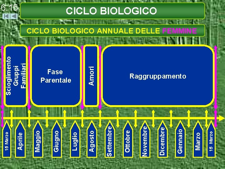 15 Marzo Gennaio Dicembre Novembre Ottobre Settembre Scioglimento Gruppi Familiari Amori Fase Parentale Agosto