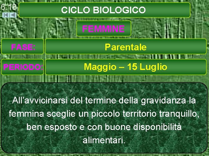 6. 18 CICLO BIOLOGICO FEMMINE FASE: Parentale PERIODO: Maggio – 15 Luglio All’avvicinarsi del