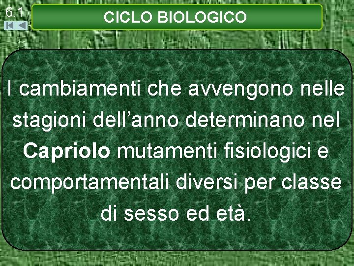 6. 1 CICLO BIOLOGICO I cambiamenti che avvengono nelle stagioni dell’anno determinano nel Capriolo