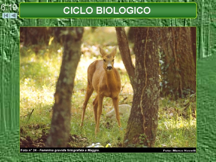 6. 19 CICLO BIOLOGICO 