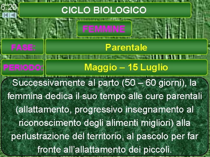 6. 20 CICLO BIOLOGICO FEMMINE FASE: Parentale PERIODO: Maggio – 15 Luglio Successivamente al