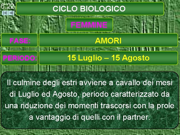 6. 22 CICLO BIOLOGICO FEMMINE FASE: AMORI PERIODO: 15 Luglio – 15 Agosto Il