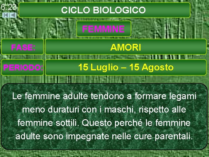 6. 23 CICLO BIOLOGICO FEMMINE FASE: AMORI PERIODO: 15 Luglio – 15 Agosto Le