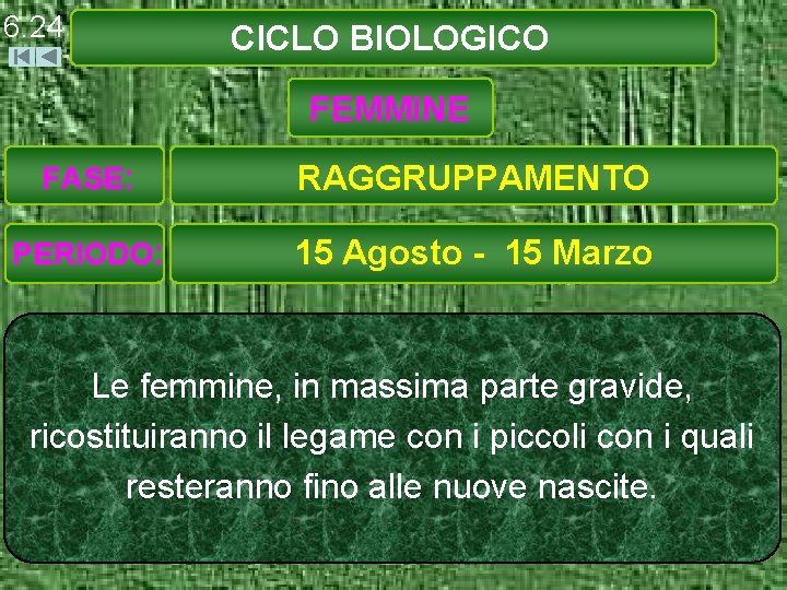 6. 24 CICLO BIOLOGICO FEMMINE FASE: RAGGRUPPAMENTO PERIODO: 15 Agosto - 15 Marzo Le