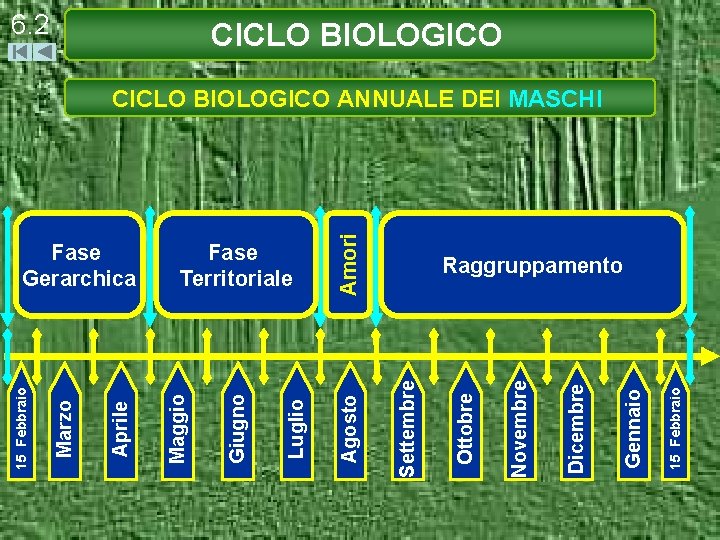 15 Febbraio Gennaio Dicembre Novembre Ottobre Settembre Amori Fase Territoriale Agosto Luglio Giugno Fase