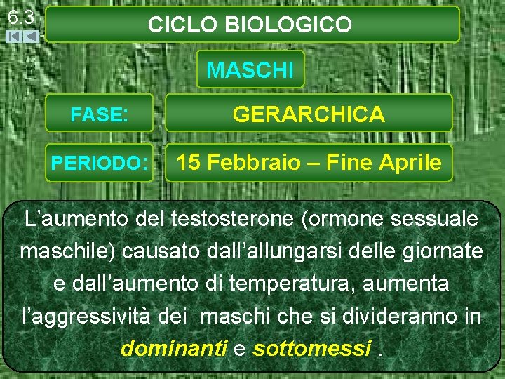 6. 3 CICLO BIOLOGICO MASCHI FASE: GERARCHICA PERIODO: 15 Febbraio – Fine Aprile L’aumento