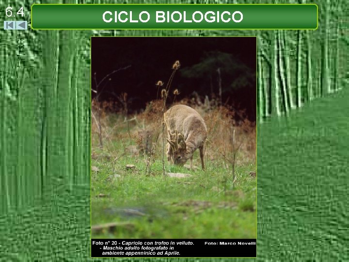 6. 4 CICLO BIOLOGICO 