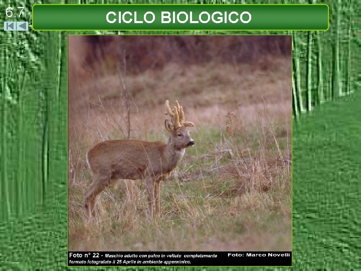 6. 7 CICLO BIOLOGICO 