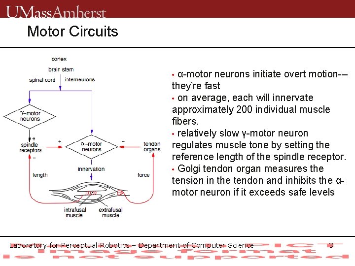 Motor Circuits α-motor neurons initiate overt motion--they’re fast • on average, each will innervate