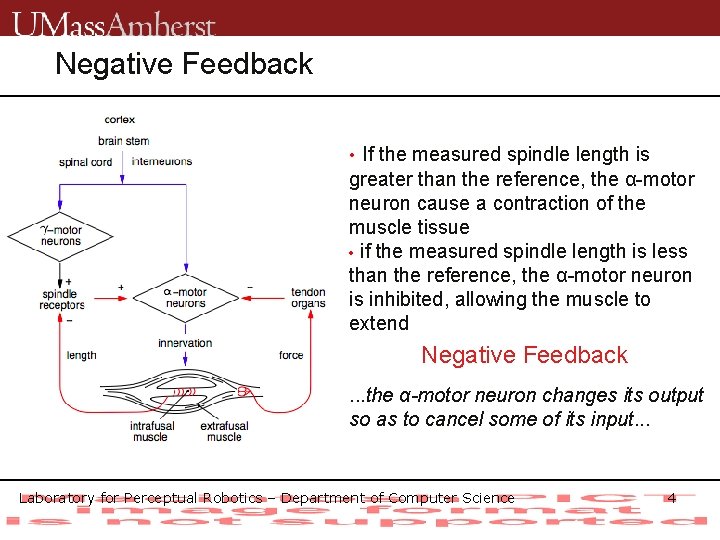 Negative Feedback • If the measured spindle length is greater than the reference, the