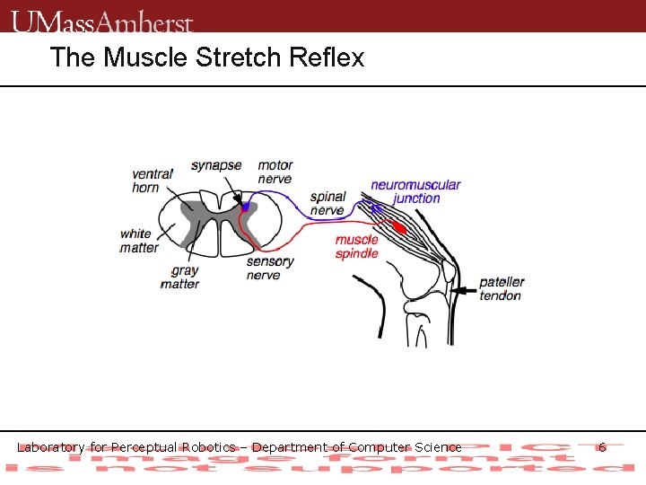 The Muscle Stretch Reflex • Laboratory for Perceptual Robotics – Department of Computer Science