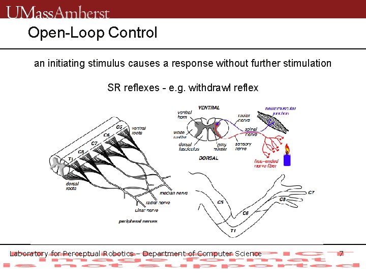 Open-Loop Control an initiating stimulus causes a response without further stimulation SR reflexes -