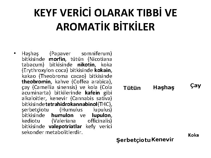 KEYF VERİCİ OLARAK TIBBİ VE AROMATİK BİTKİLER • Haşhaş (Papaver somniferum) bitkisinde morfin, tütün