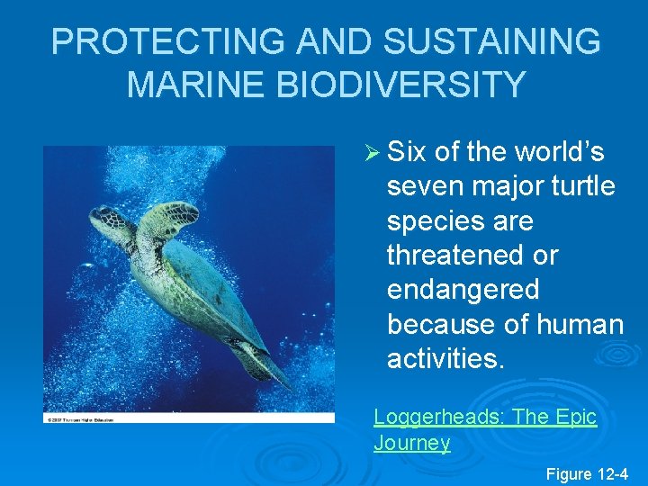 PROTECTING AND SUSTAINING MARINE BIODIVERSITY Ø Six of the world’s seven major turtle species