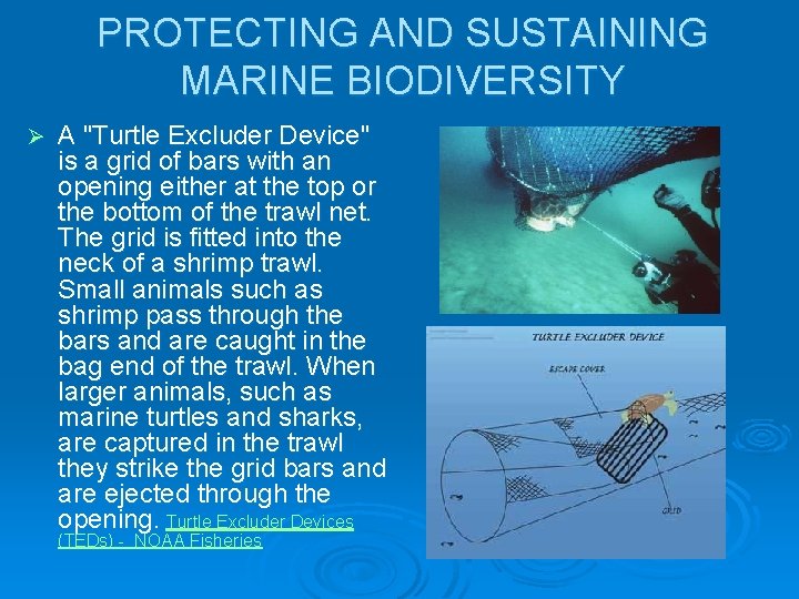 PROTECTING AND SUSTAINING MARINE BIODIVERSITY Ø A "Turtle Excluder Device" is a grid of