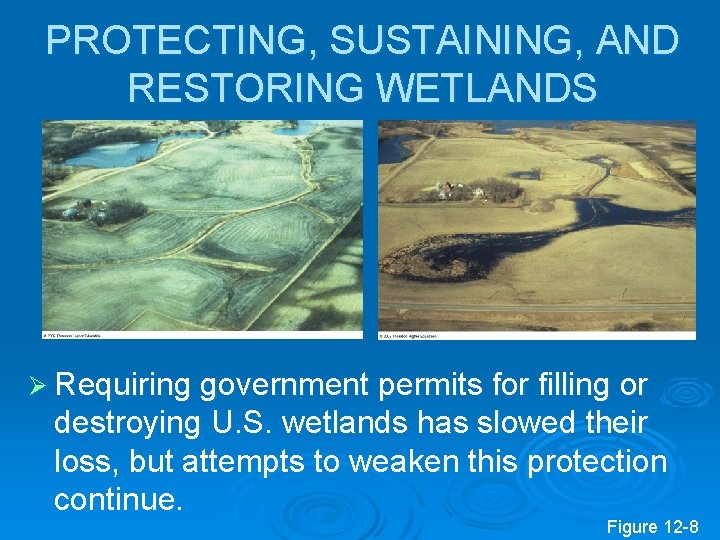 PROTECTING, SUSTAINING, AND RESTORING WETLANDS Ø Requiring government permits for filling or destroying U.