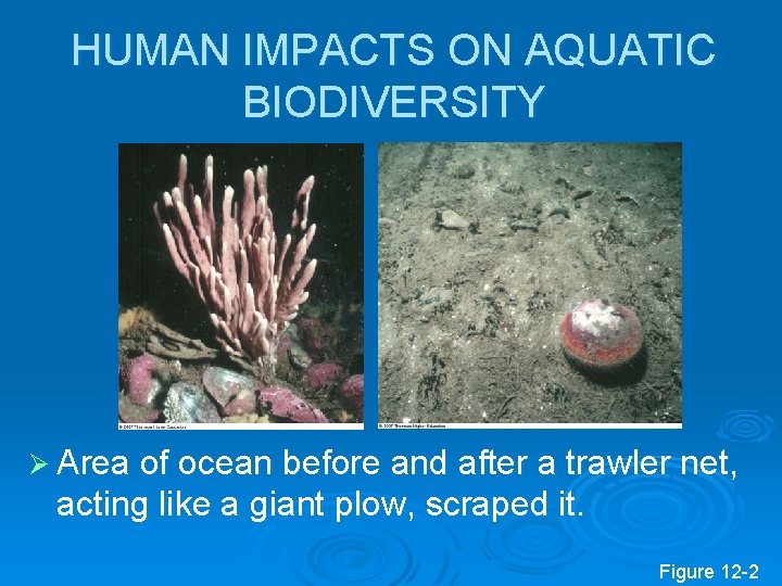 HUMAN IMPACTS ON AQUATIC BIODIVERSITY Ø Area of ocean before and after a trawler