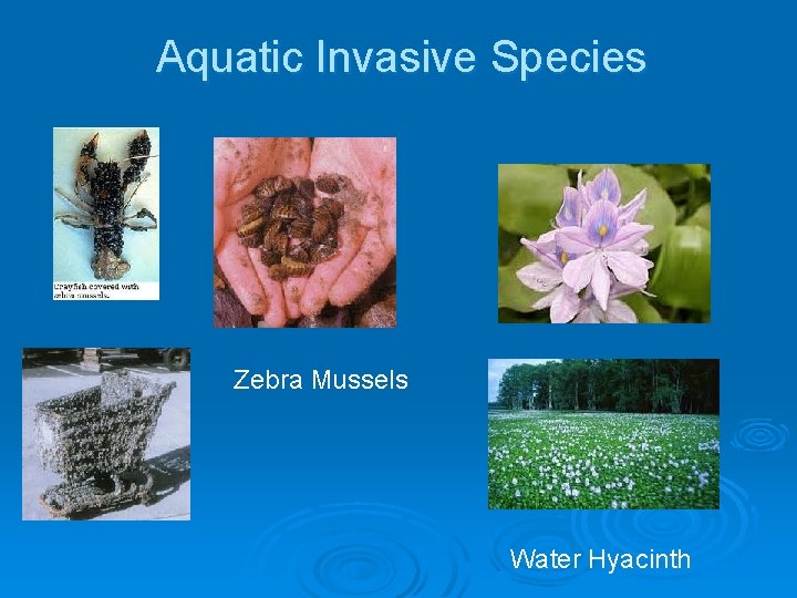 Aquatic Invasive Species Zebra Mussels Water Hyacinth 