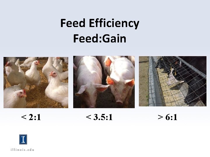 Feed Efficiency Feed: Gain < 2: 1 < 3. 5: 1 > 6: 1