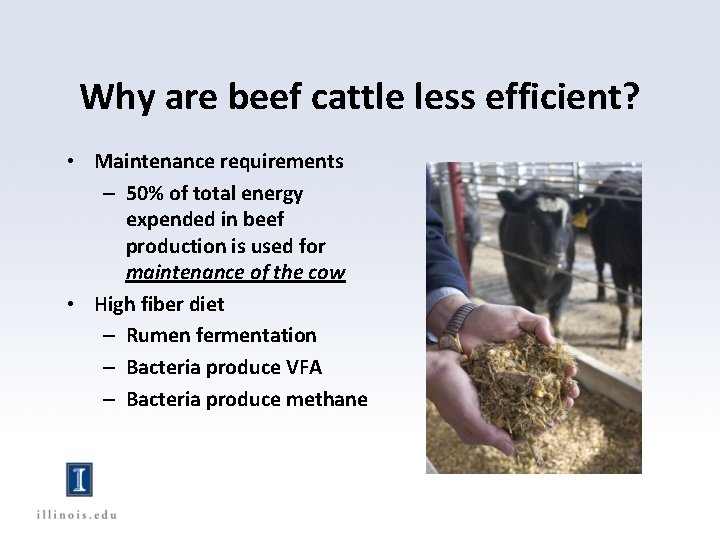 Why are beef cattle less efficient? • Maintenance requirements – 50% of total energy