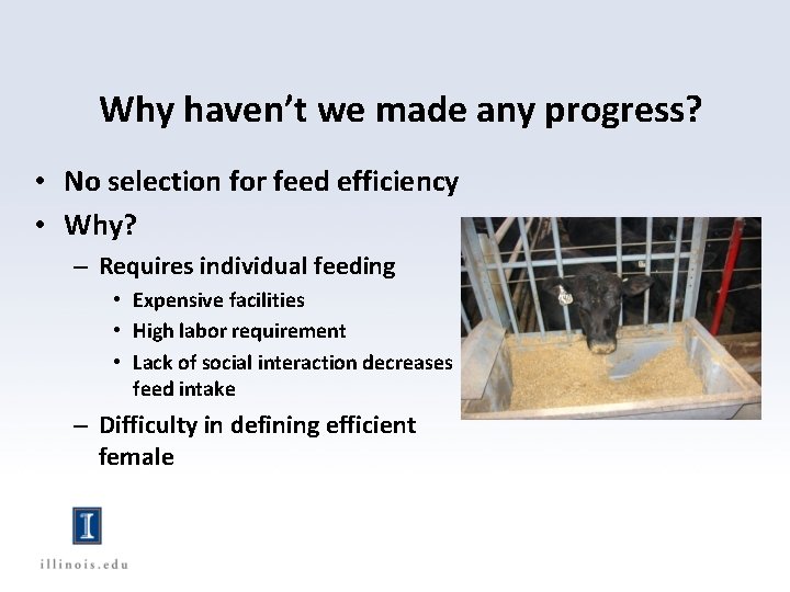 Why haven’t we made any progress? • No selection for feed efficiency • Why?