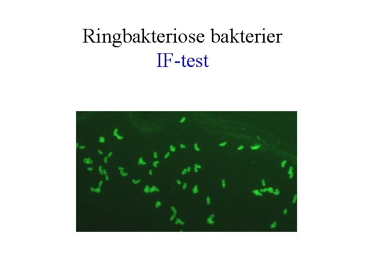 Ringbakteriose bakterier IF-test 