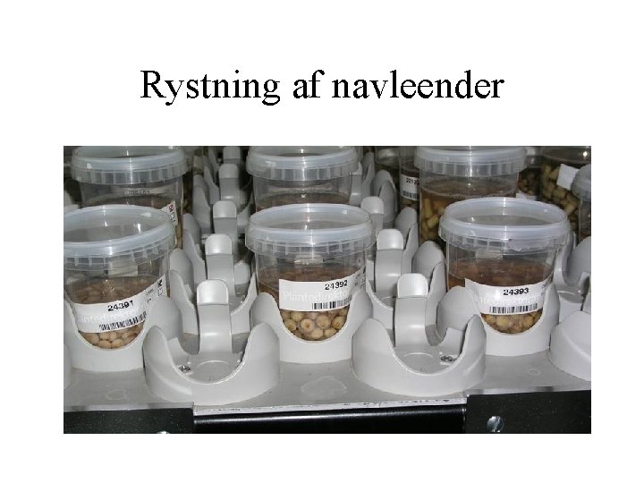 Rystning af navleender 