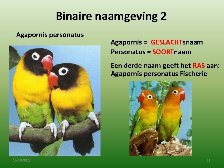 Binaire naamgeving 2 Agapornis personatus Agapornis = GESLACHTsnaam Personatus = SOORTnaam Een derde naam