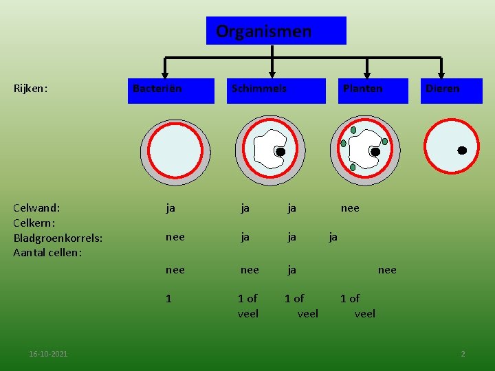 Organismen Rijken: Celwand: Celkern: Bladgroenkorrels: Aantal cellen: 16 -10 -2021 Bacteriën Schimmels Planten ja