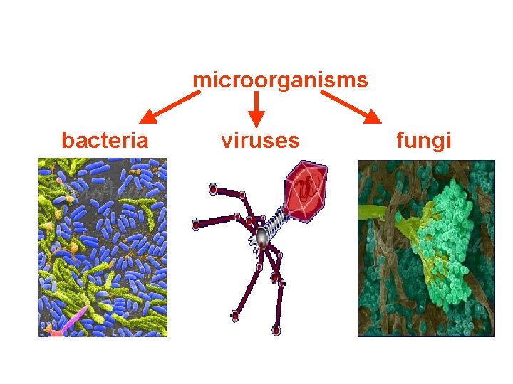 microorganisms bacteria viruses fungi 